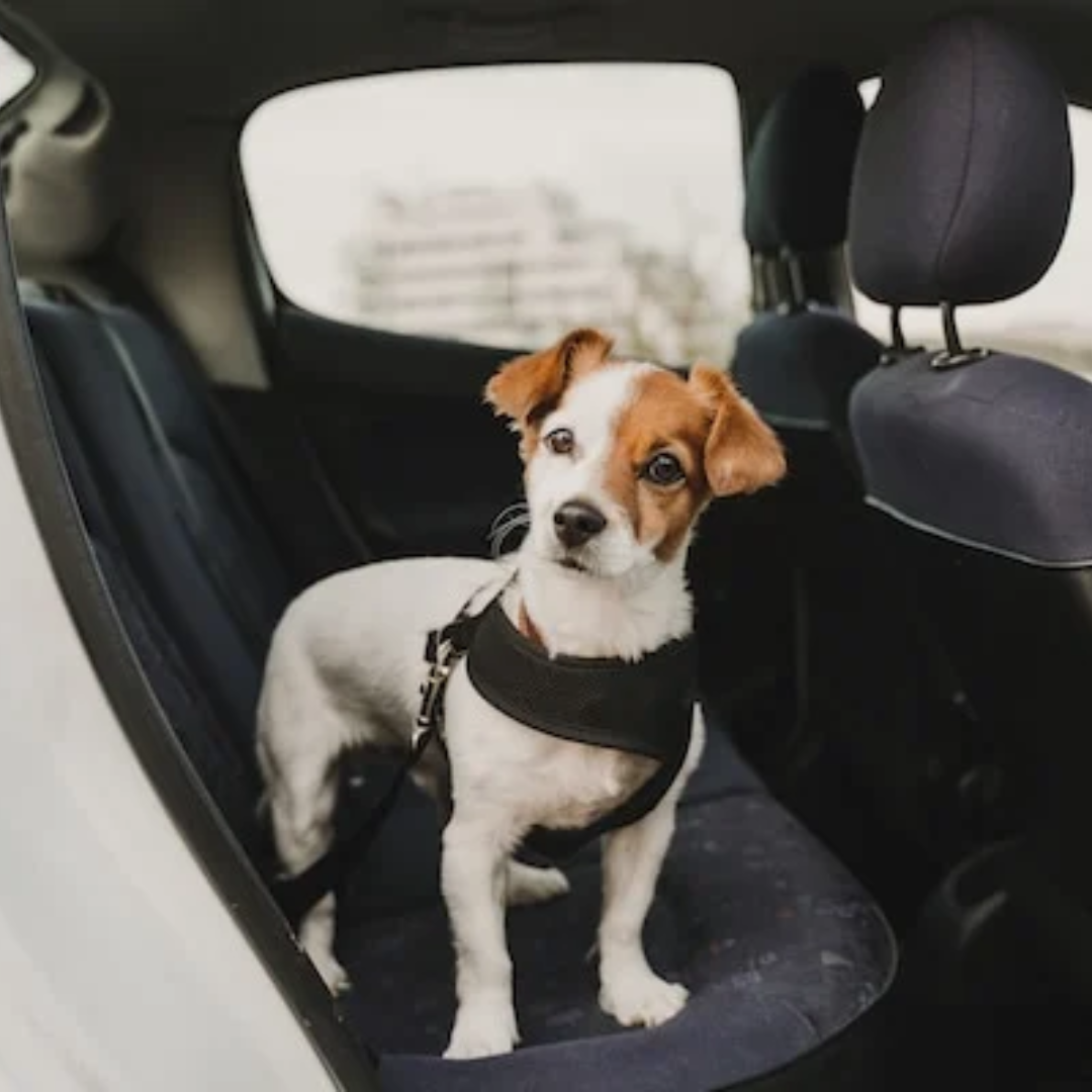 Adjustable Car Seat